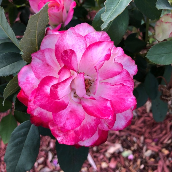 Meet your Posher, Caylan - Picture 1 of 1